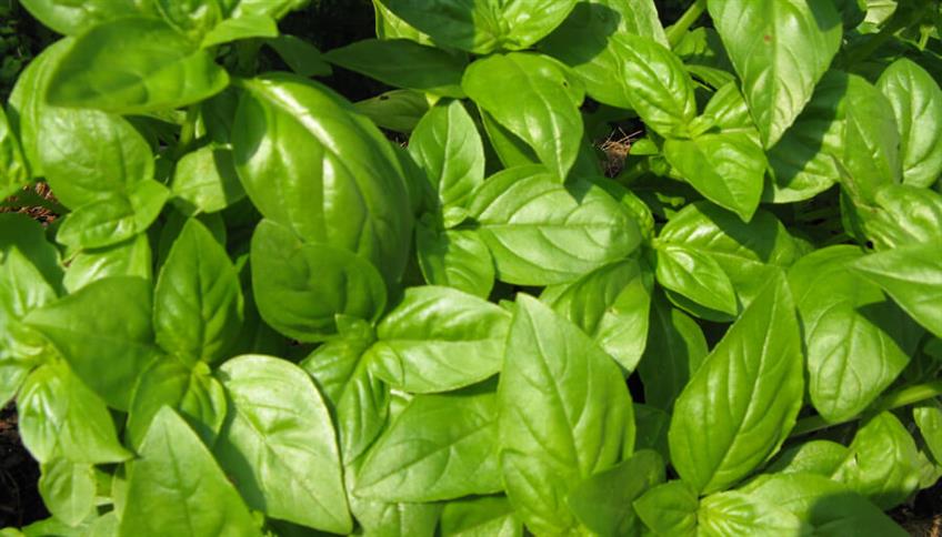 Basilico, profumo di cucina italiana Basilico, profumo di cucina italiana